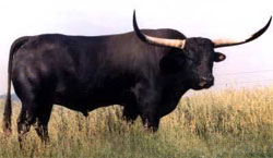 http://www.texaslonghorn.dk/billeder/2.jpg